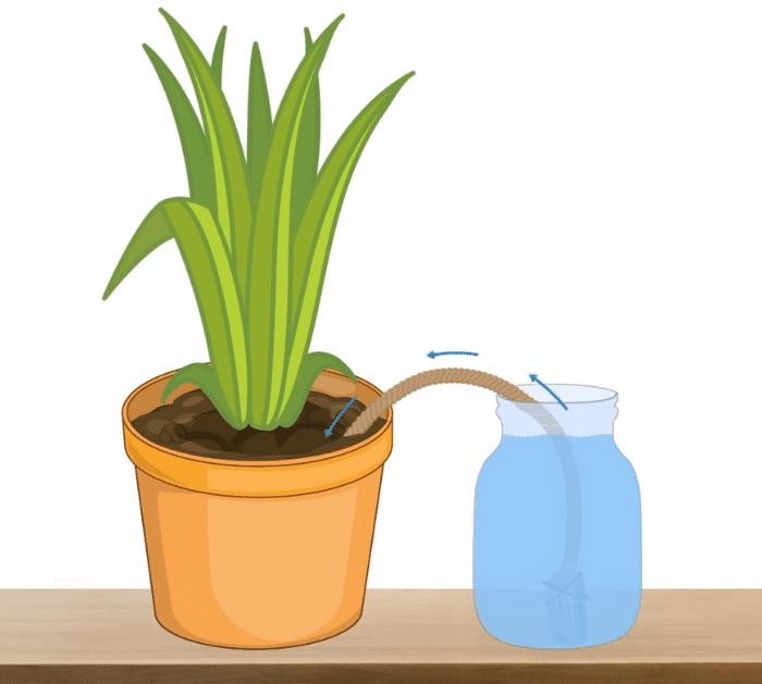5 Clever Ways to Water Your Plants While You're on Vacation Capillary