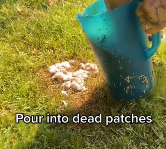 How to Fix Dead Spots in Your Lawn