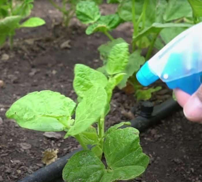 Benefits of Hydrogen Peroxide On Plants