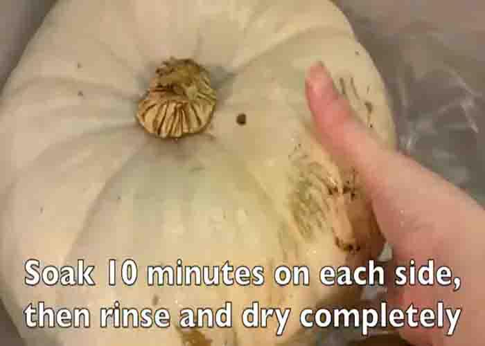 Soaking the decorative pumpkins in white vinegar solution