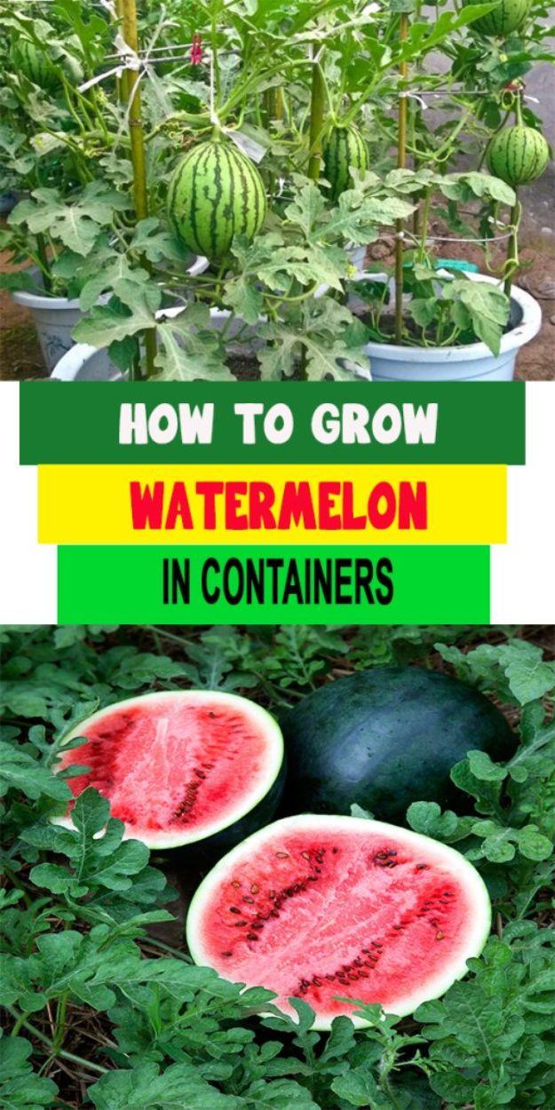 Grow watermelon in containers, a striped watermelon ripening on a vine growing from a white five gallon bucket