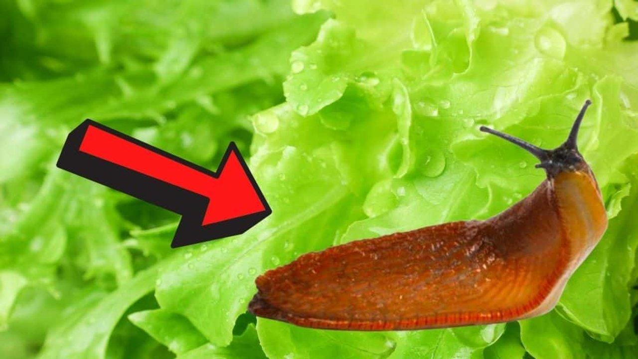 6 Proven Slug Control Methods