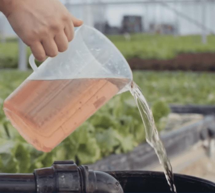 How to Correctly Use Hydrogen Peroxide in Your Garden hydroponics
