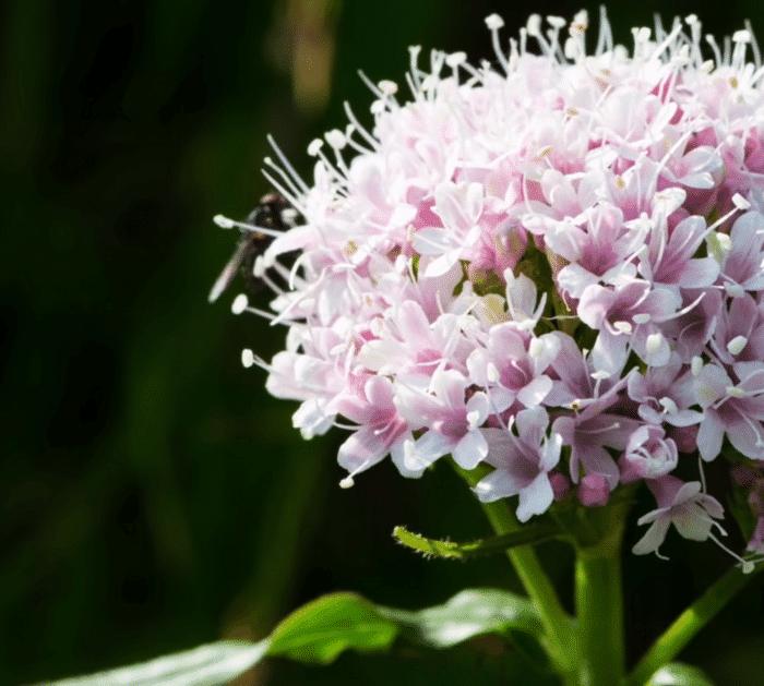 8 Plants You Should Keep In Your Bedroom Valerian