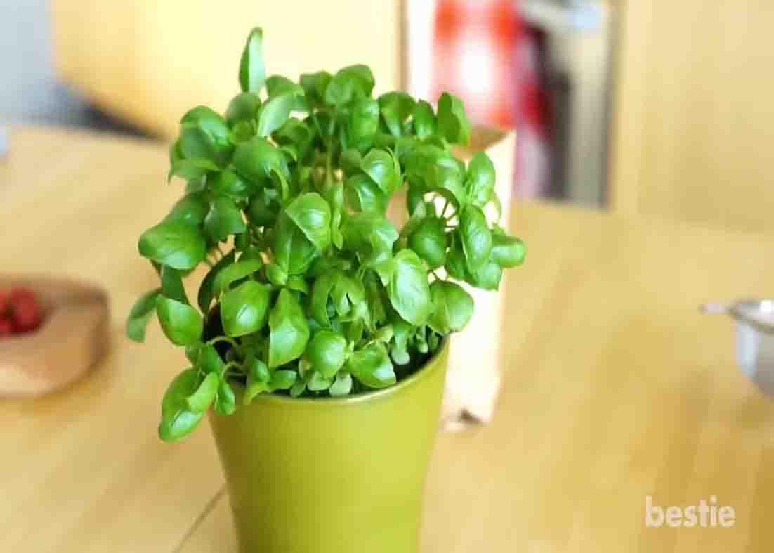 Basil can help get rid of insects and mosquitoes