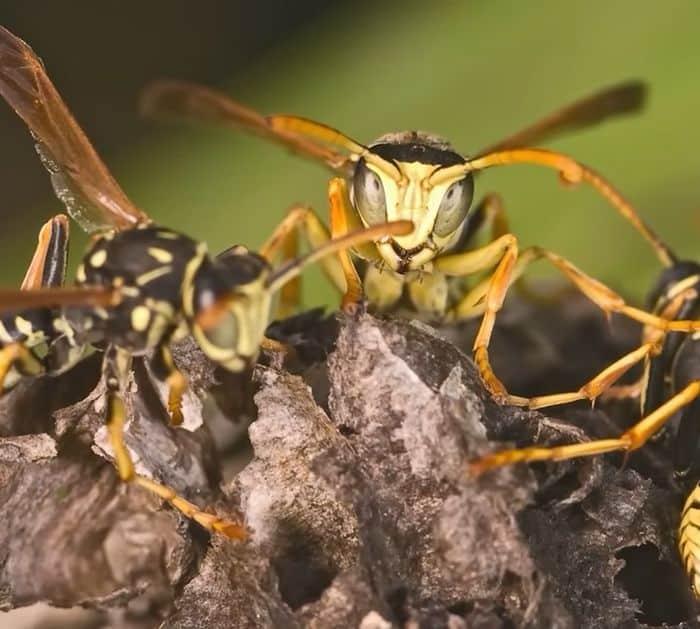 How to Eliminate Wasps