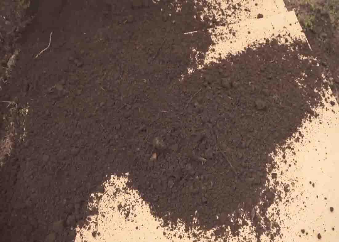 Putting soil on top of the cardboard to weight it down