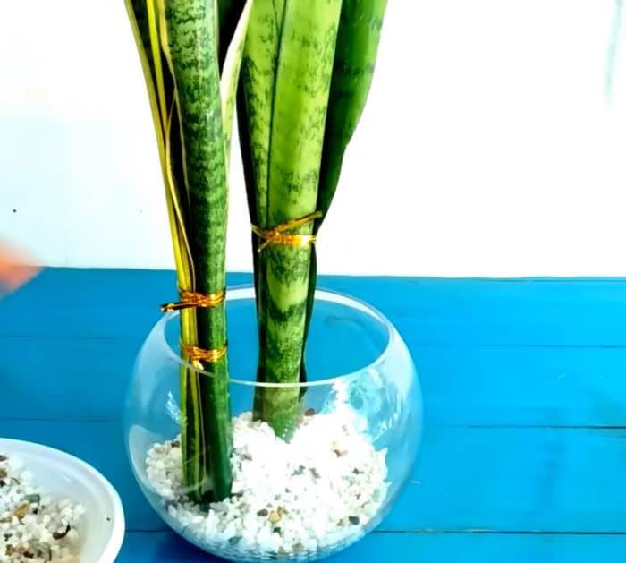 How to Grow Snake Plants in Water Instructions