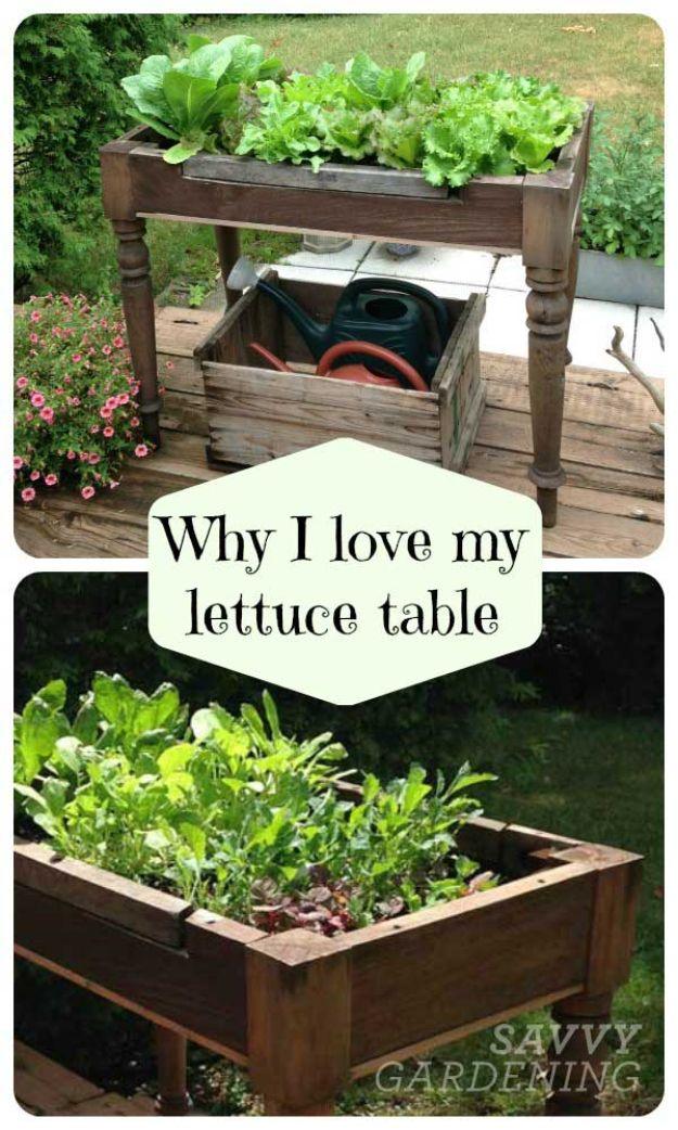 DIY lettuce table, an old wooden table frame filled with soil and green leaf lettuce growing at waist height outdoors