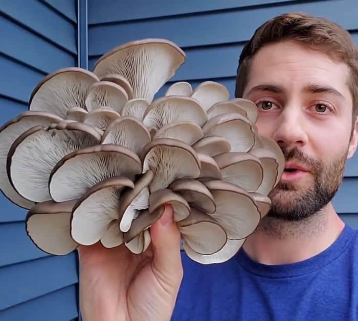 Easy Mushroom Growing Hack At Home