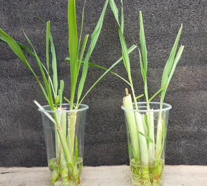 Easy Vegetable Home Planting Hacks