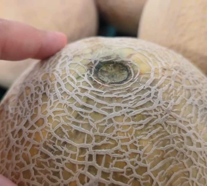 How to Pick The Best Cantaloupe Melon