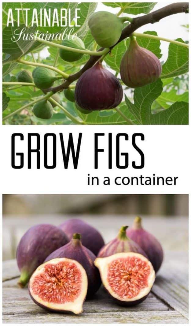 Grow a fig tree in a pot, ripe purple figs on the branch above a cut open fig showing pink flesh on a wooden board