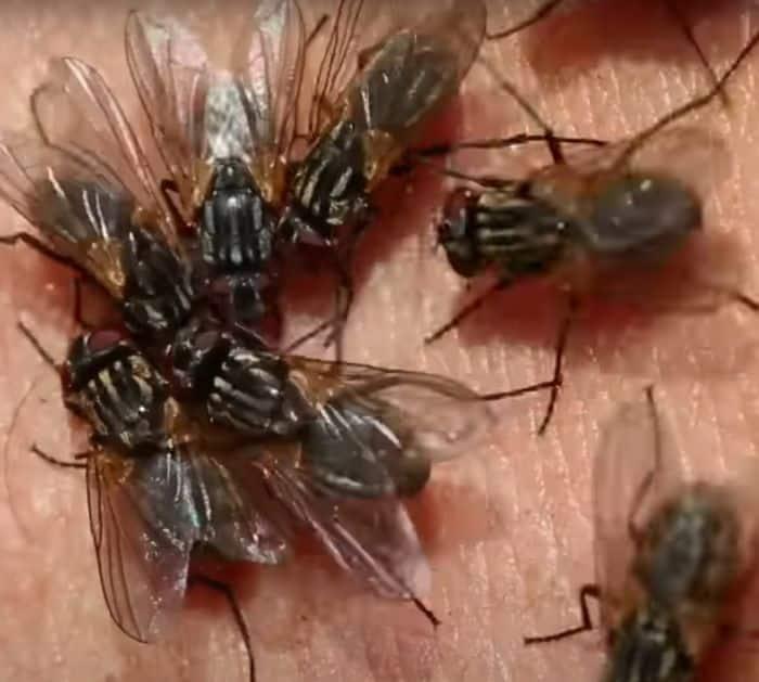 How to Get Rid of Pests with Dawn Dish Soap