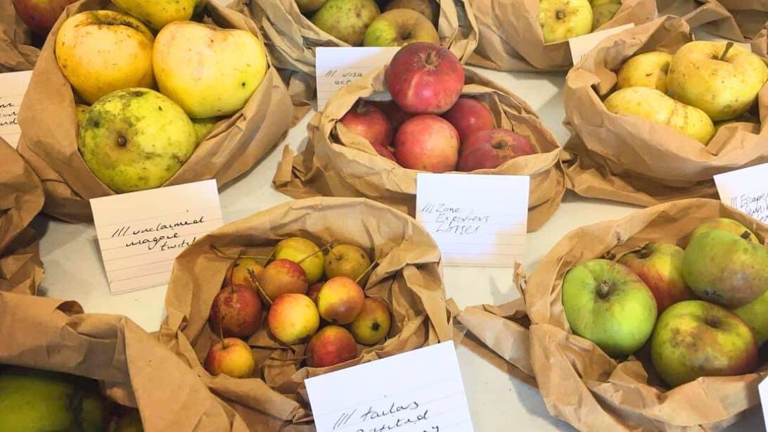 Easiest Way to Store Different Types of Apples