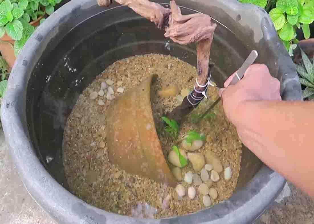 Planting some plants to the bottom of the pond