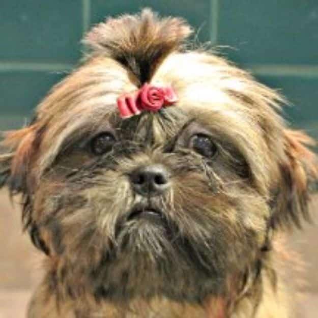 DIY Dog Grooming Tutorials - Puppy Topknot - Cool and Easy Ways to Wash, Groom and Style Your Pets Fur - Trim Toenails, Brush Teeth, Bath, Trim and Clip Dogs Fur - Hair - Remove Fl