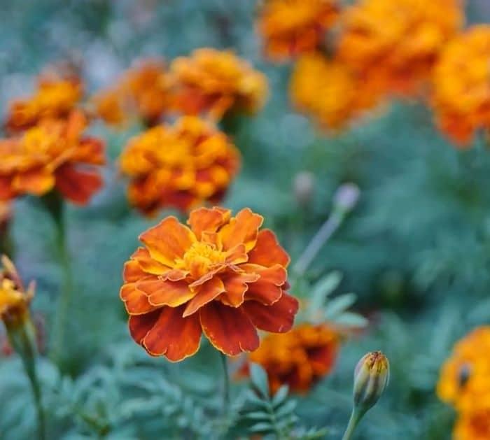 Mosquito Repellent Plants