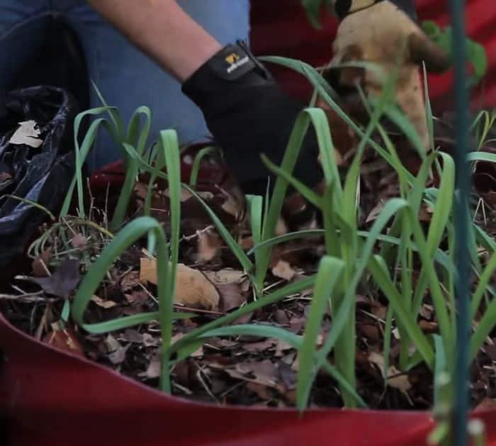 Spring Gardening Tips And Hacks