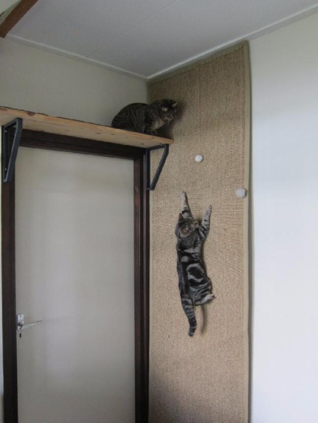 Climbing Wall For Cats, simple enough for anyone to do and the fix that ends the daily hassle for good