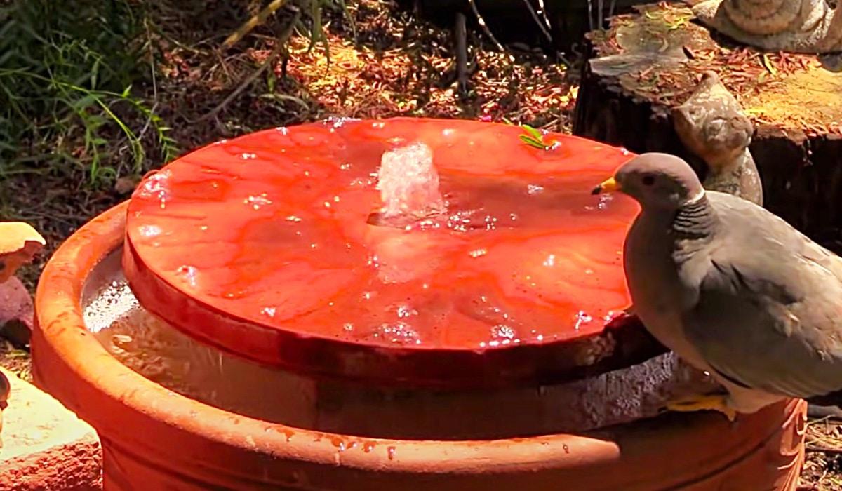 How To Make A Recirculating Birdbath