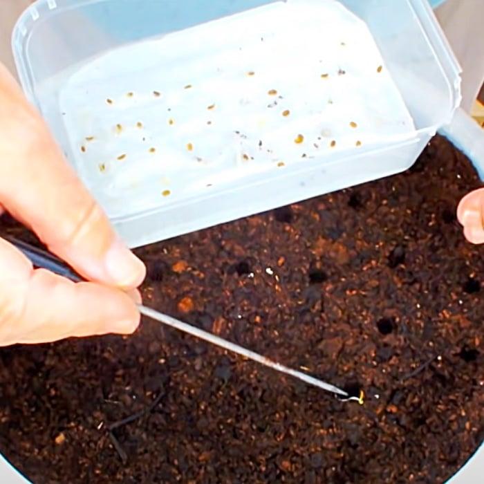 How To Grow Vegetables At Home - Easy Veg Growing - How To Grow Carrots