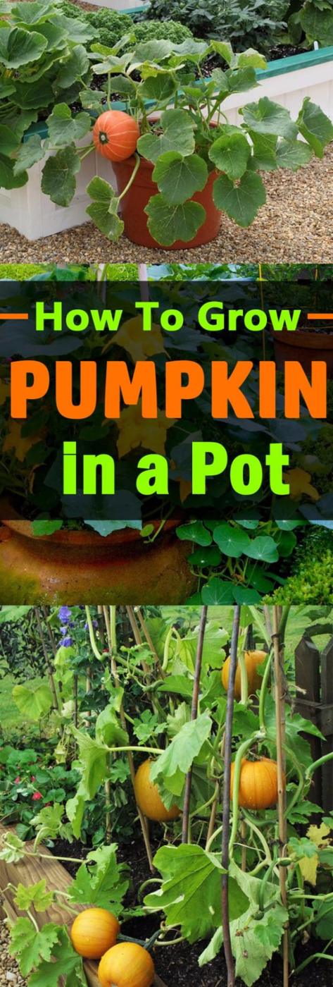 Two part graphic titled How to Grow Pumpkin in a Pot, small pumpkins on a raised bed and pumpkins on a trellis