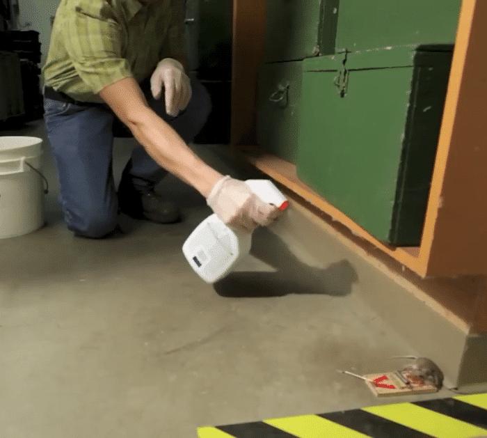 Easy Way to Repel Mice in Walls