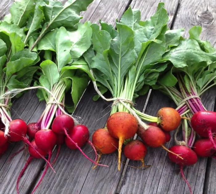 How to Grow Your Own Food