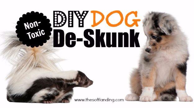 DIY Dog Grooming Tutorials - Non-Toxic DIY Dog De-Skunk - Cool and Easy Ways to Wash, Groom and Style Your Pets Fur - Trim Toenails, Brush Teeth, Bath, Trim and Clip Dogs Fur - Hai