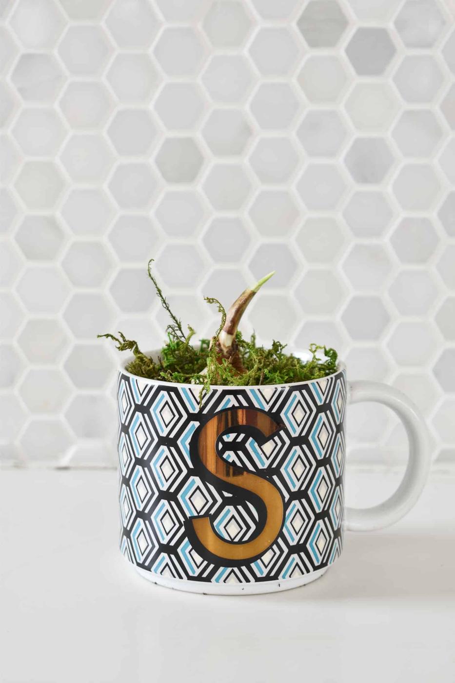 White coffee mug with a black patterned band and a gold letter S, planted with moss and a paperwhite bulb