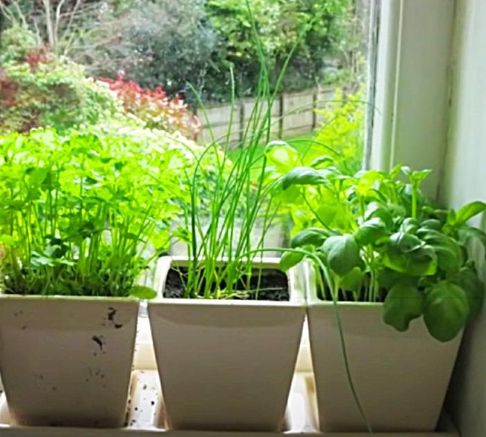 How To Grow Herbs In An Apartment Window Sill