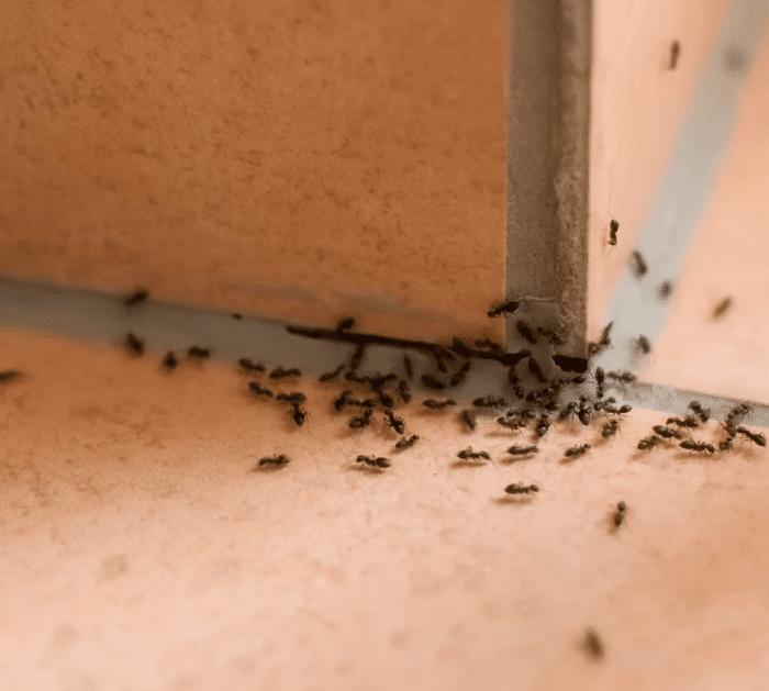 Why You Should Never Throw Away Coffee Grounds Insects