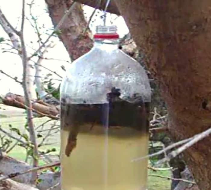 How To Make A Banana Peel Fertilizer