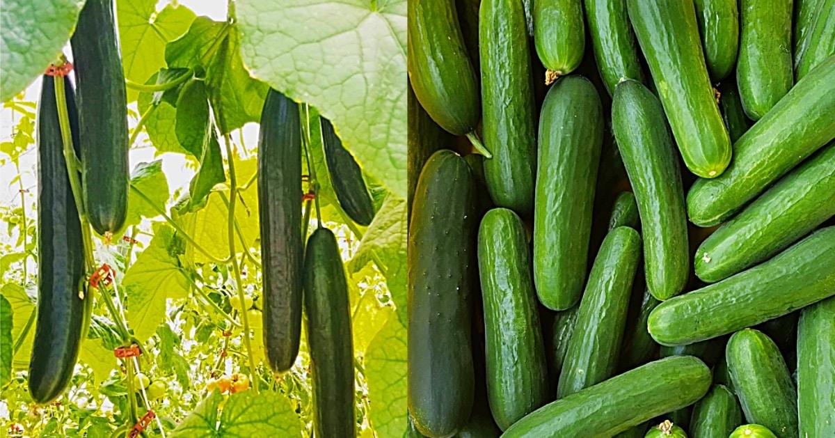 How To Grow Cucumbers With No Soil
