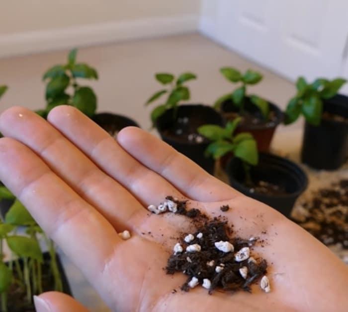 Grow an infinite number of basil plants from one mother plant