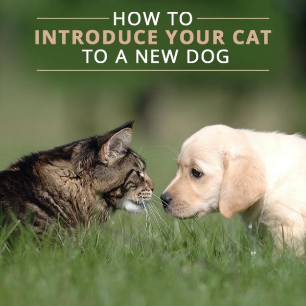 Properly Introduce Your Cat To A New Dog, low effort once the method is clear and a small fix with a surprisingly big payoff