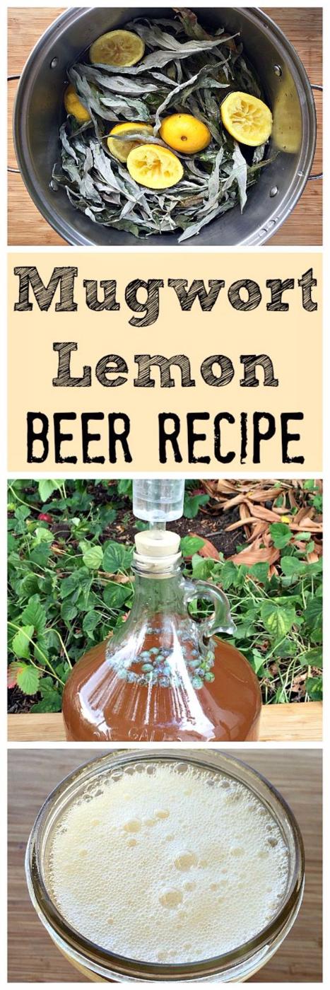 Mugwort lemon beer fermenting in a one gallon glass jug with an airlock beside foraged mugwort ready to serve at home