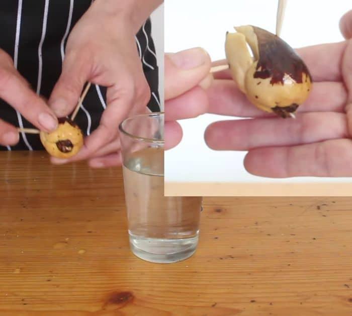 How to Plant Avocados at Home