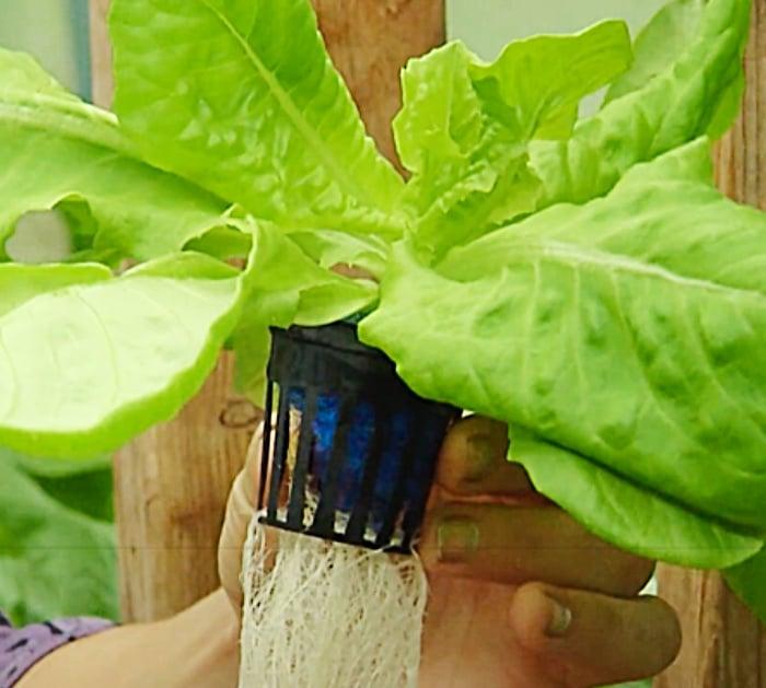 Make Sure There Is Enough Space At The Top Of Your Plant For The Pant To Get Oxygen