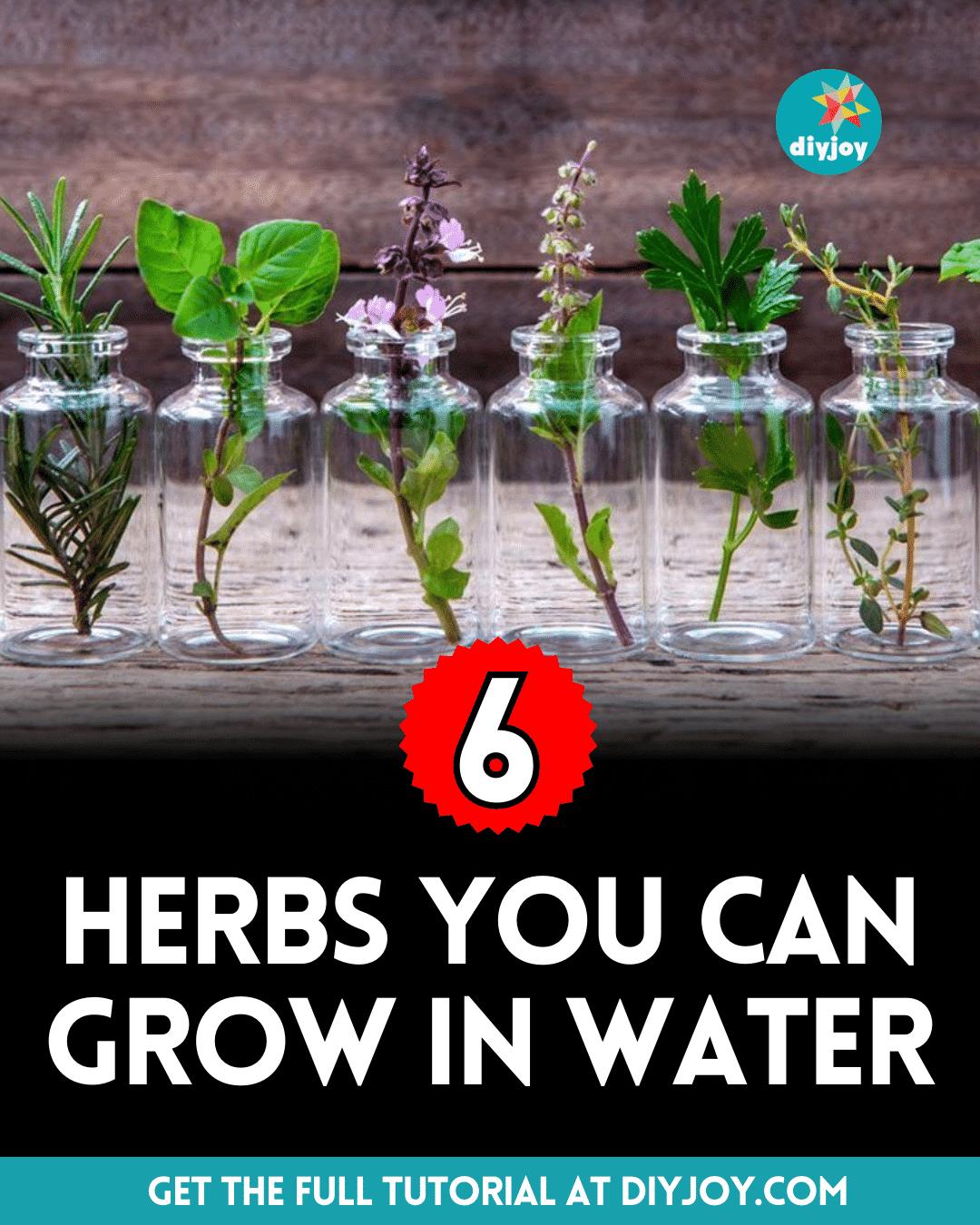 6 Herbs You Can Grow in Water