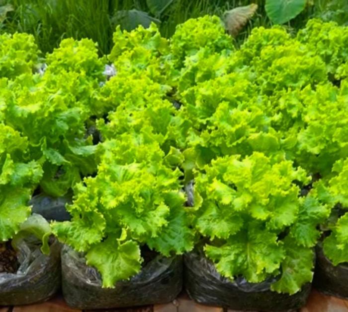 Growing tutorial for a plastic bag garden