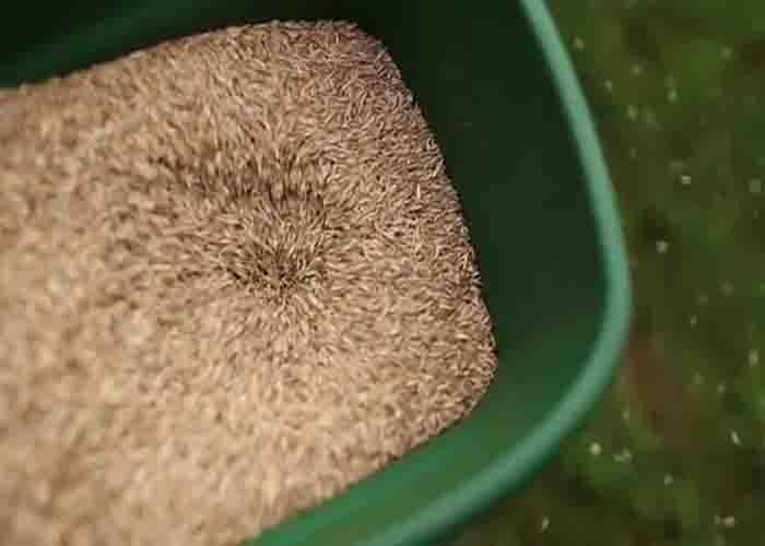 Seed germination during the Fall season