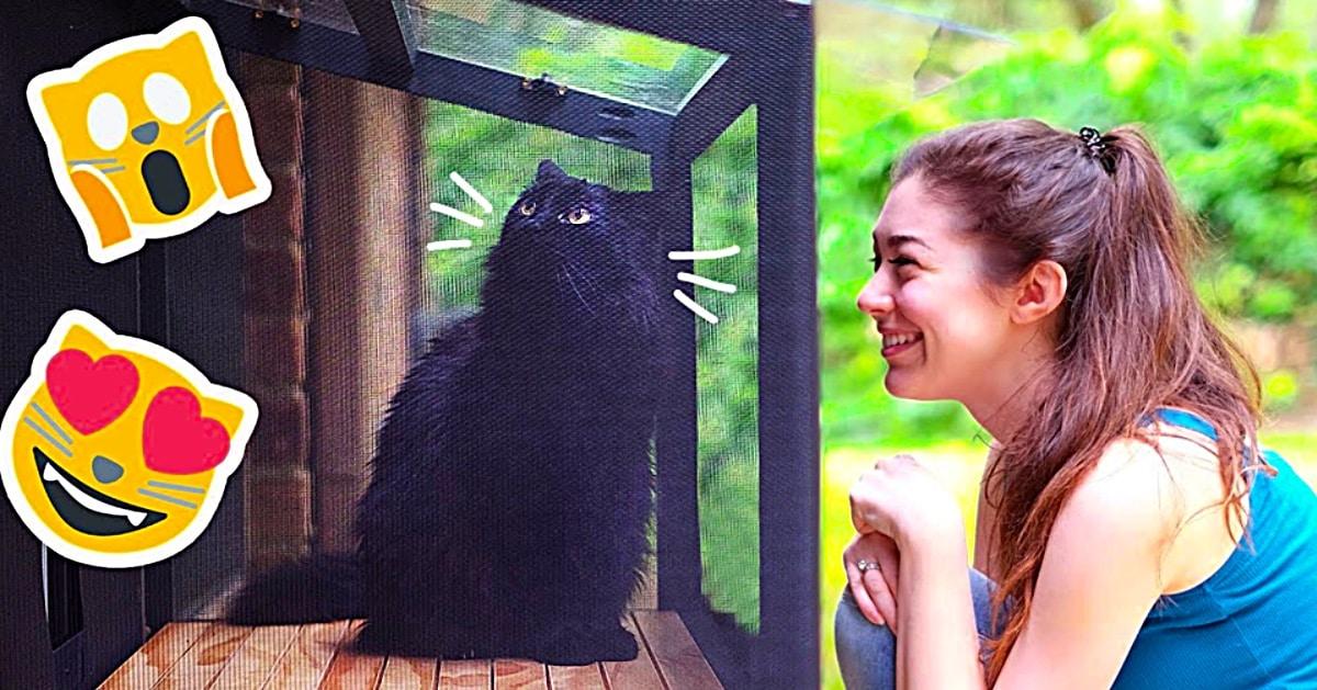DIY Catio Patio For A Cat