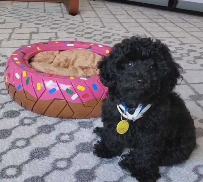 Easy to Make Repurposed Tire Dog Bed