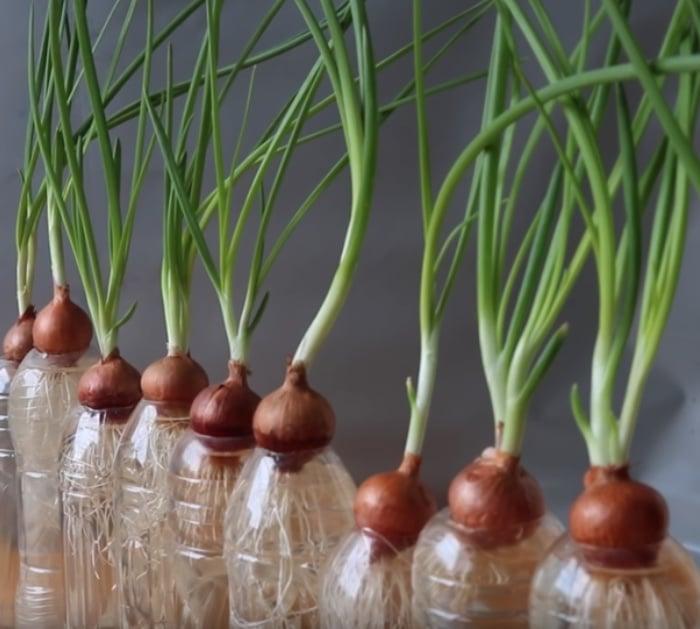 How To Grow Green Onions At Home
