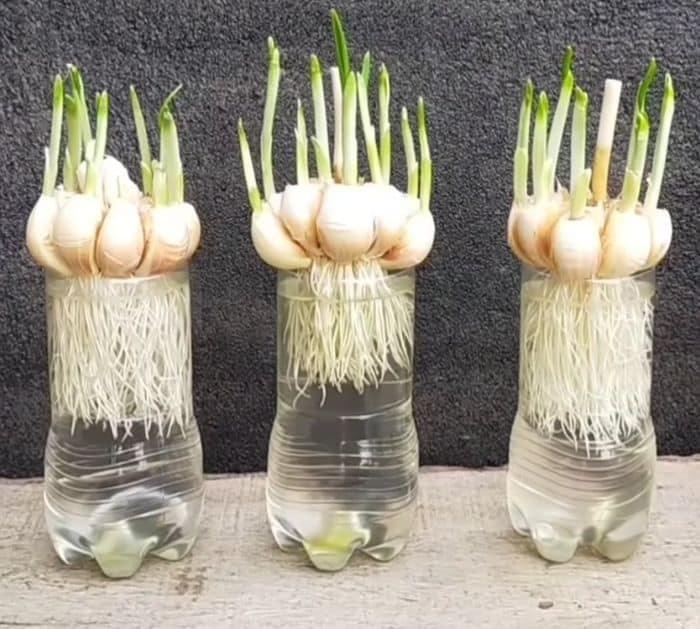 Home Planting Tips and Tricks