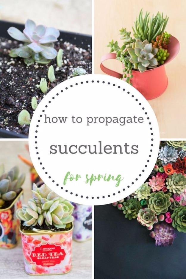 Propagate Succulents For Spring, friendly for a beginner without a green thumb yet and a garden that finally feels manageable