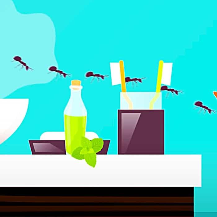 How To Get Ride Of Ants - Natural Pest Control - Organic Ant Control