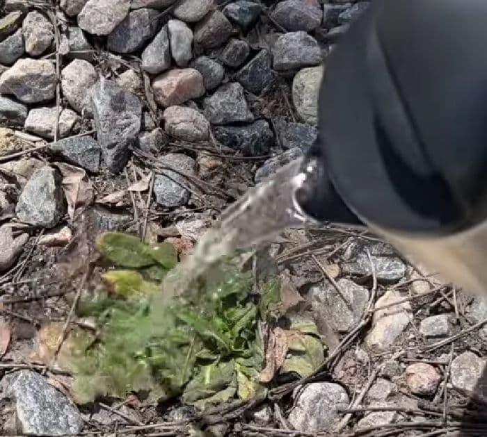 Inexpensive Homemade Weed Blocker Solution